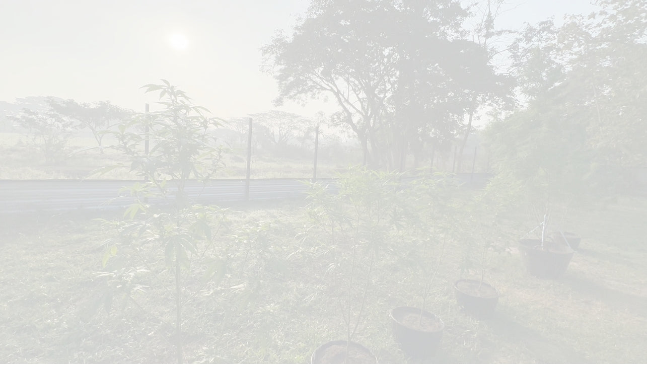 【2025年最新版】CBD学術論文のトレンドが示す“今後の可能性”