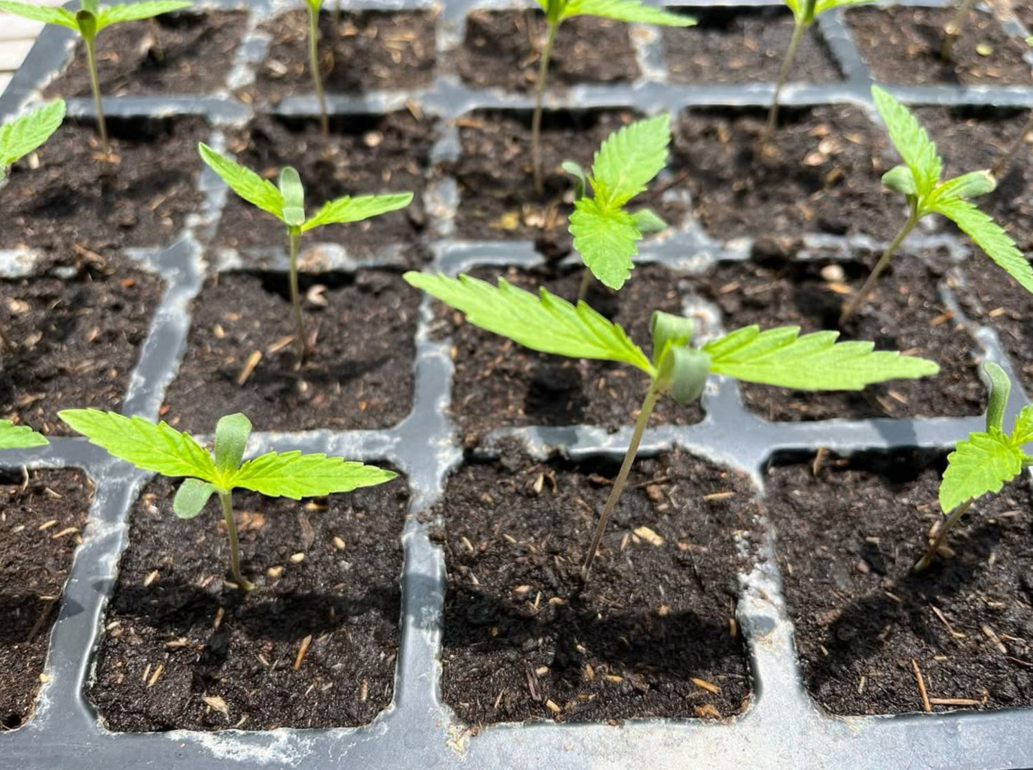 CBD Oil Trial Set 20% / 40%